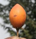 گیلاس اسپانیایی